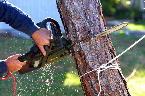 How Our Tree Care Process Works  in  Moss Beach, CA